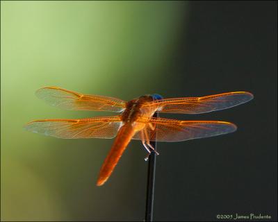 Flame Skimmer  Dragonfly