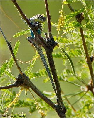 Long-tailed Brush Lizard