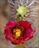 Cholla Bloom