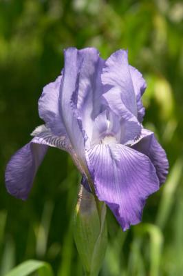 Iris Blossom.jpg