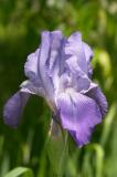 Iris Blossom.jpg
