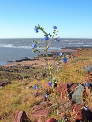 Beauty overlooking the sea