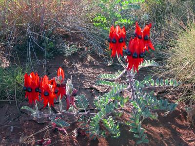 Sturt Desert Pea #1