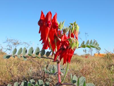 Sturt Desert Pea #2