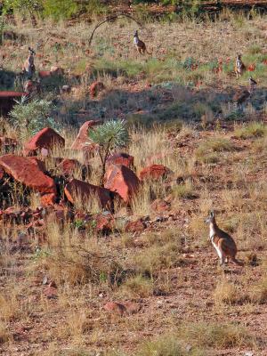 Kangaroos at Dampier #2