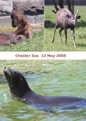 Chester Zoo 13 May 2005.