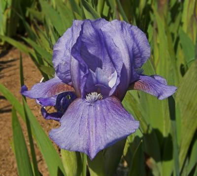 No ID Blue/Violet Iris