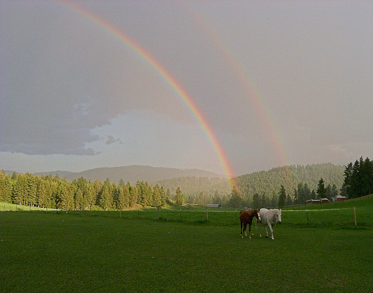 Horses and rainbows