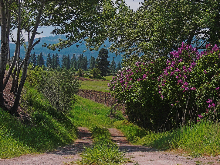 Lilacs in a country lane