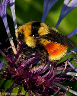 u26/slowpokebill/medium/43568500.BumbleBee05_18_05.jpg