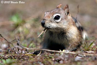 Golden-mantel  Ground Squirrel.jpg