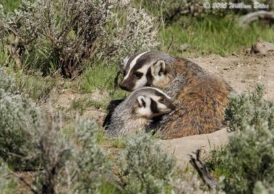 u26/slowpokebill/medium/43821758.Badger105_22_05.jpg