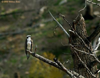 Osprey 05_23_05.jpg