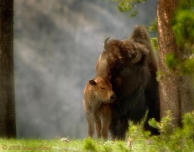 A Special Moment In Yellowstone 05_23_05.jpg