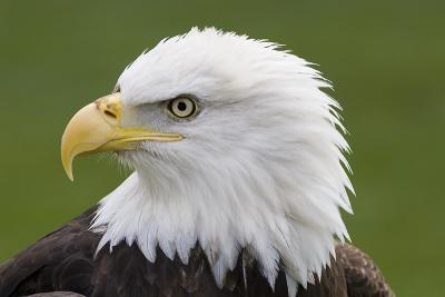 Bald eagle.jpg