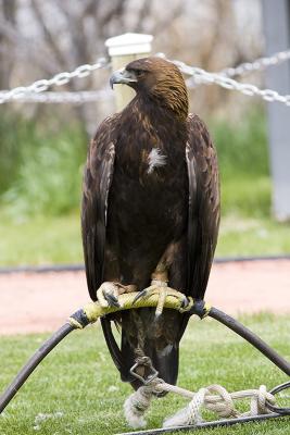 Golden eagle.jpg