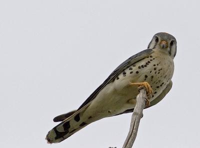 American Kestrel_2.jpg