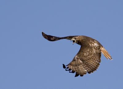 Redtail hawk.jpg