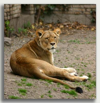 Buffalo Zoo, Spring 2005 42