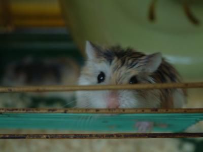 hamsters2- 014.jpg