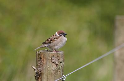 Tree Sparrow