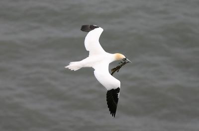 Gannet