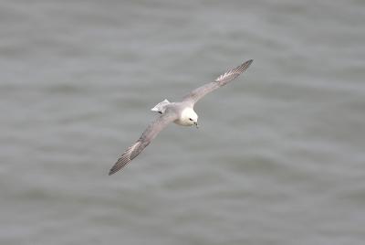 Fulmar