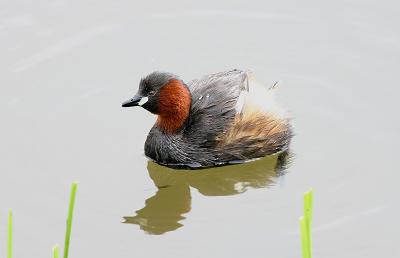 Little Grebe