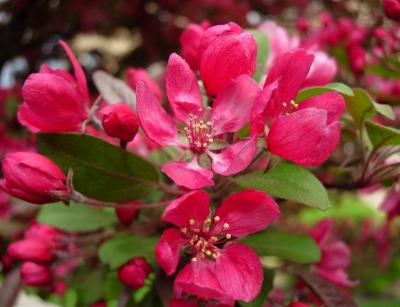 Some variety of flowering fruit tree.