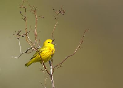 Yellow Warbler In Branches Singing.jpg