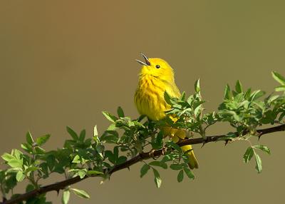  Plum Island, Parker River National Wildlife Refuge Yellow Warbler
