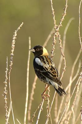  Plum Island, Parker River National Wildlife Refuge Bobolink Grass