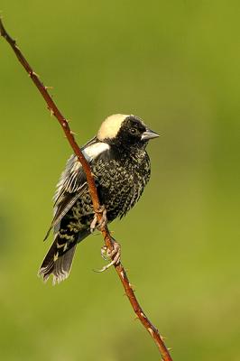  Plum Island, Parker River National Wildlife Refuge Bobolink Thorns