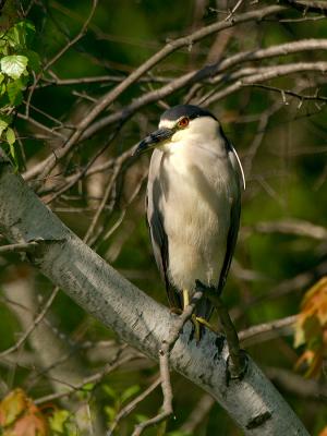 134 Black Crowned Night Heron