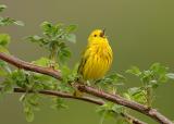 Yellow Warbler Male in Song ~ N Andover MA