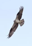  Plum Island, Parker River National Wildlife Refuge Nelsons Island Osprey Wings Fanned 2
