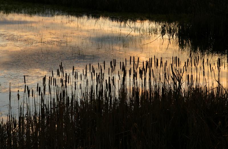 Catails at Dusk