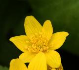 Marsh Marigold (or Cowslip)