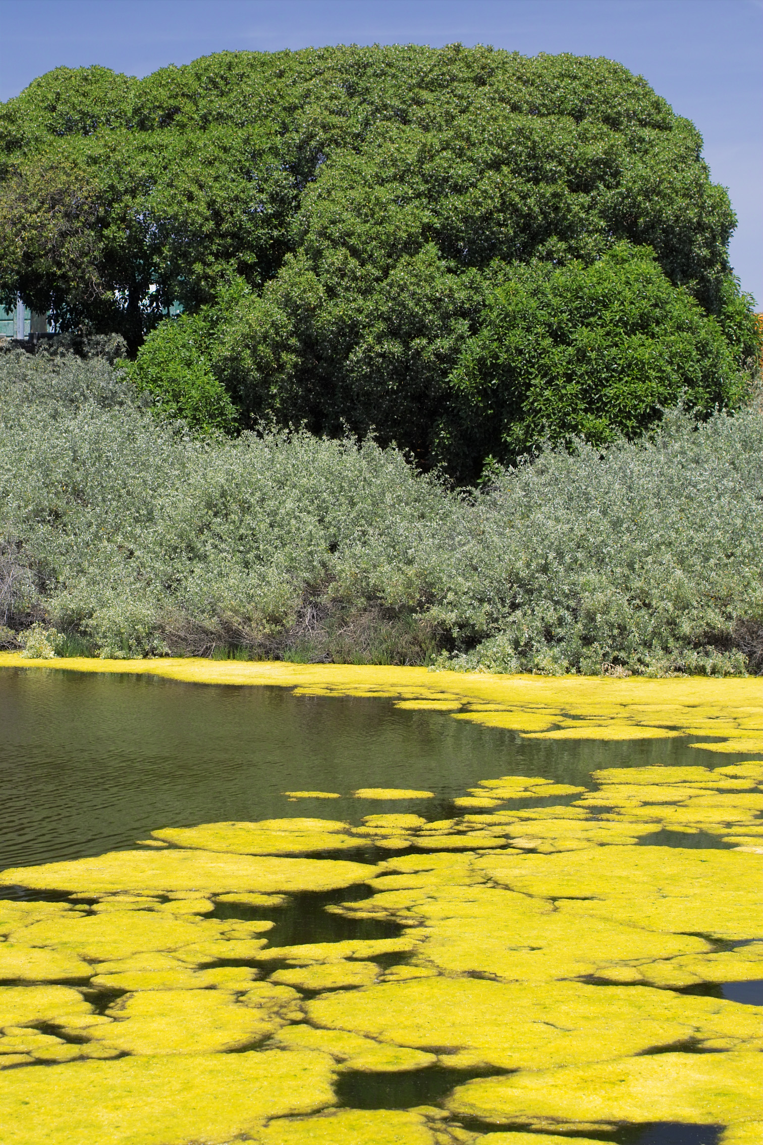 alviso slough