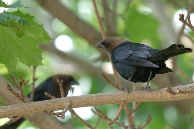 Grackle7429.jpg