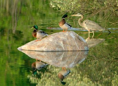 HeronRatDucks_7816.jpg