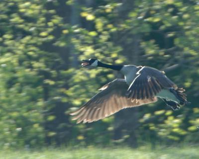 Goose_7631.jpg