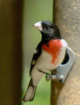 Grosbeak-1_8158.jpg