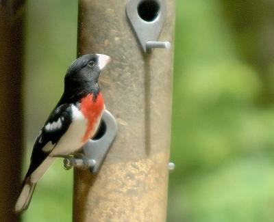 Grosbeak-2_8160.jpg