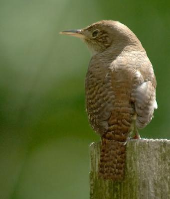 Woodpecker_8111.jpg
