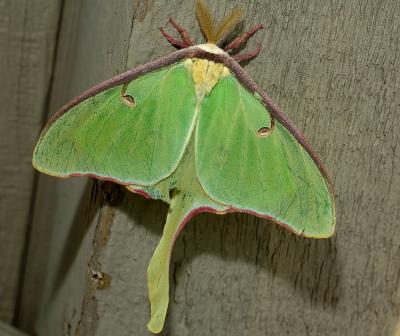 Green-Moth_8176.jpg