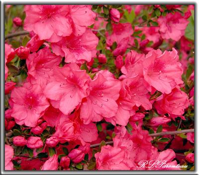 Azaleas03b.jpg