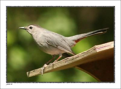 Catbird