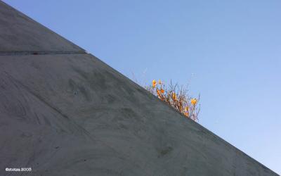 concrete california poppy.jpg