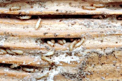 Termites1.jpg